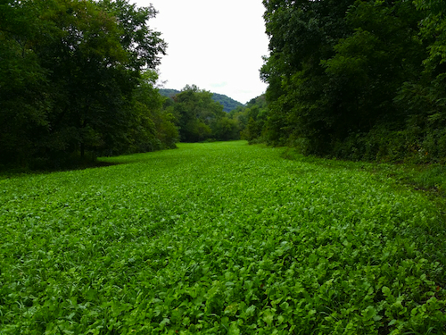 Radish