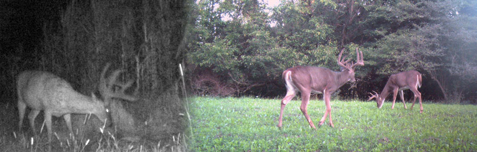 trail-cam