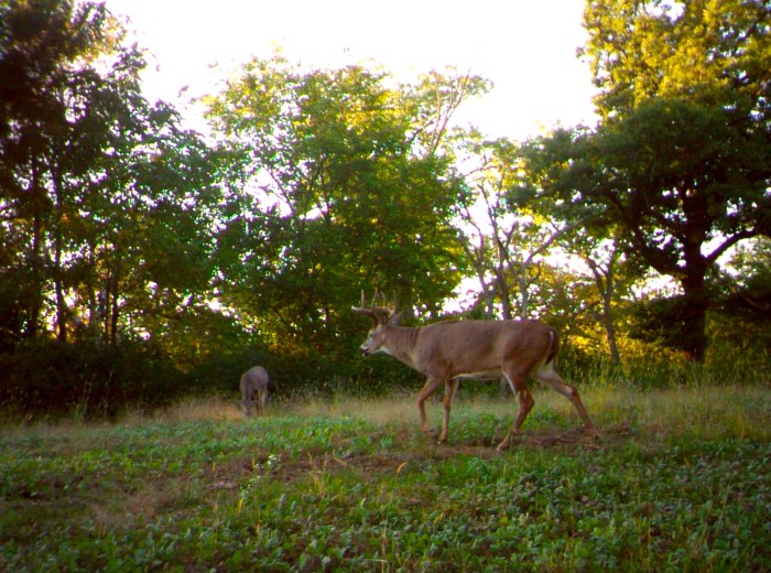 MOULTRIE DIGITAL GAME CAMERA