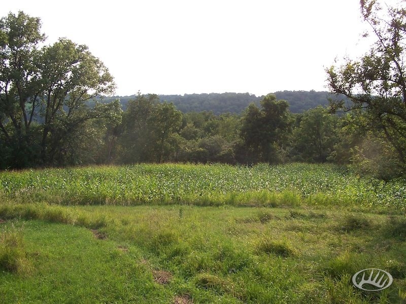 NE Iowa Outfitters Corn Plot