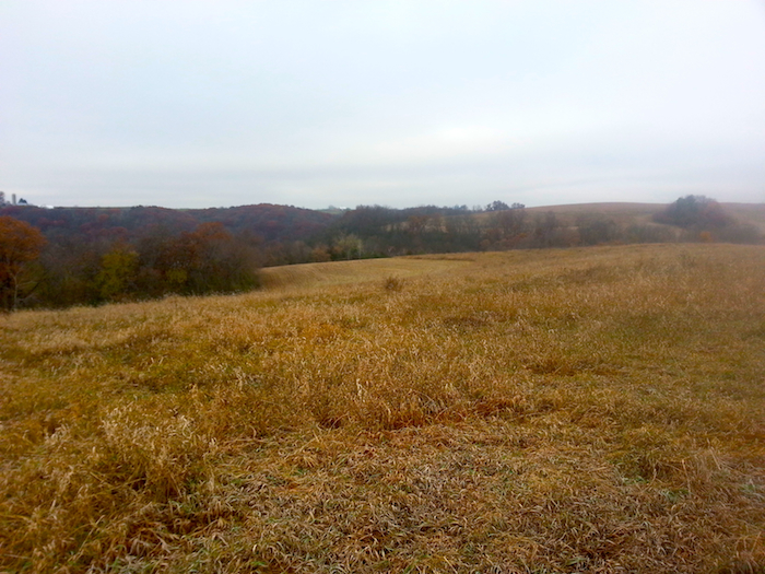 Dorchester Meadow