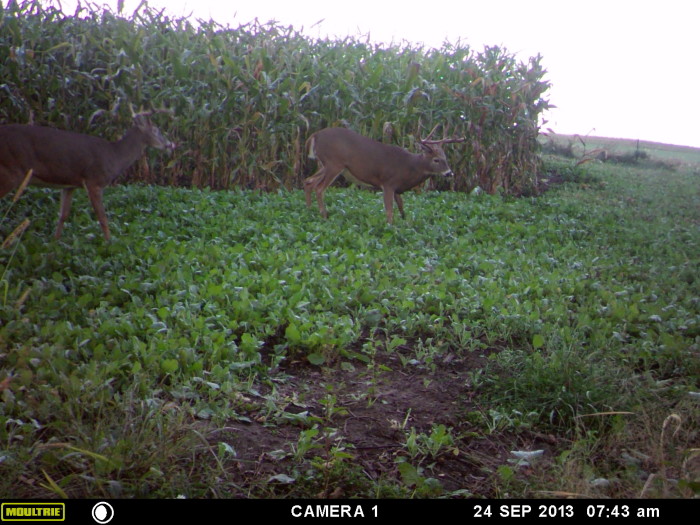 MOULTRIE DIGITAL GAME CAMERA