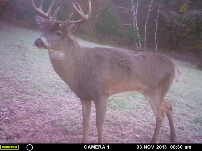 MOULTRIE DIGITAL GAME CAMERA