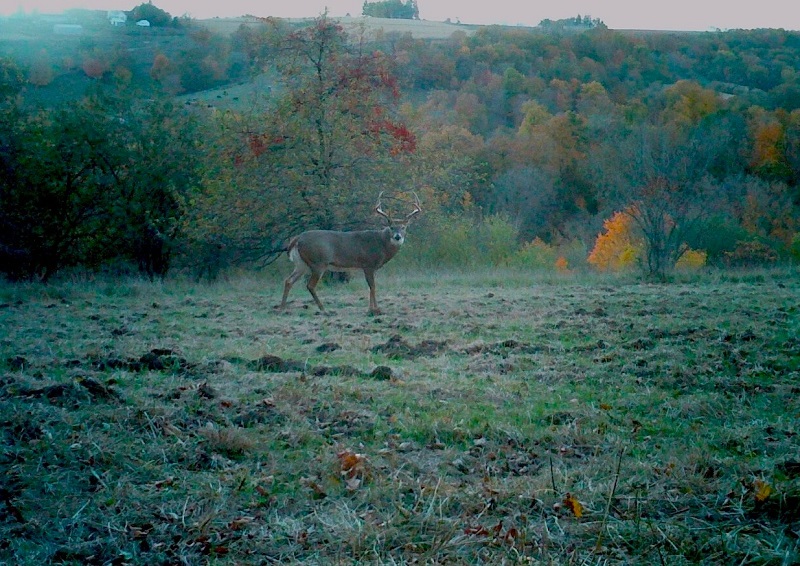 NE Iowa Outfitters Buck