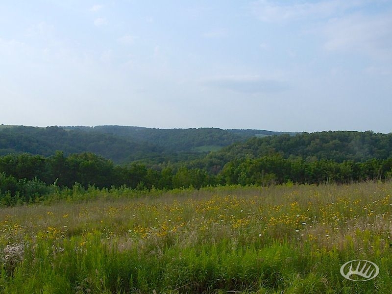 NE Iowa Outfitters Switchgrass&Bluestem