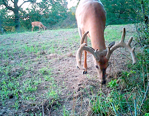 Top Meadow Big 10