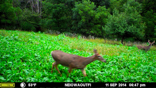 MOULTRIE DIGITAL GAME CAMERA