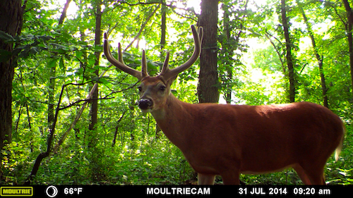 MOULTRIE DIGITAL GAME CAMERA