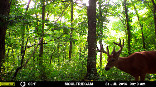 MOULTRIE DIGITAL GAME CAMERA