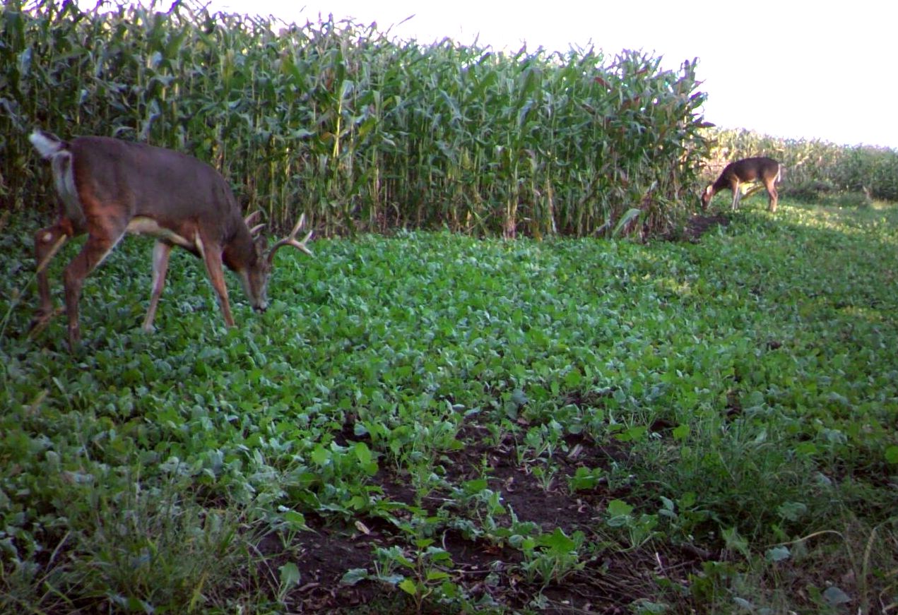 Brassicas-Corn Bucks