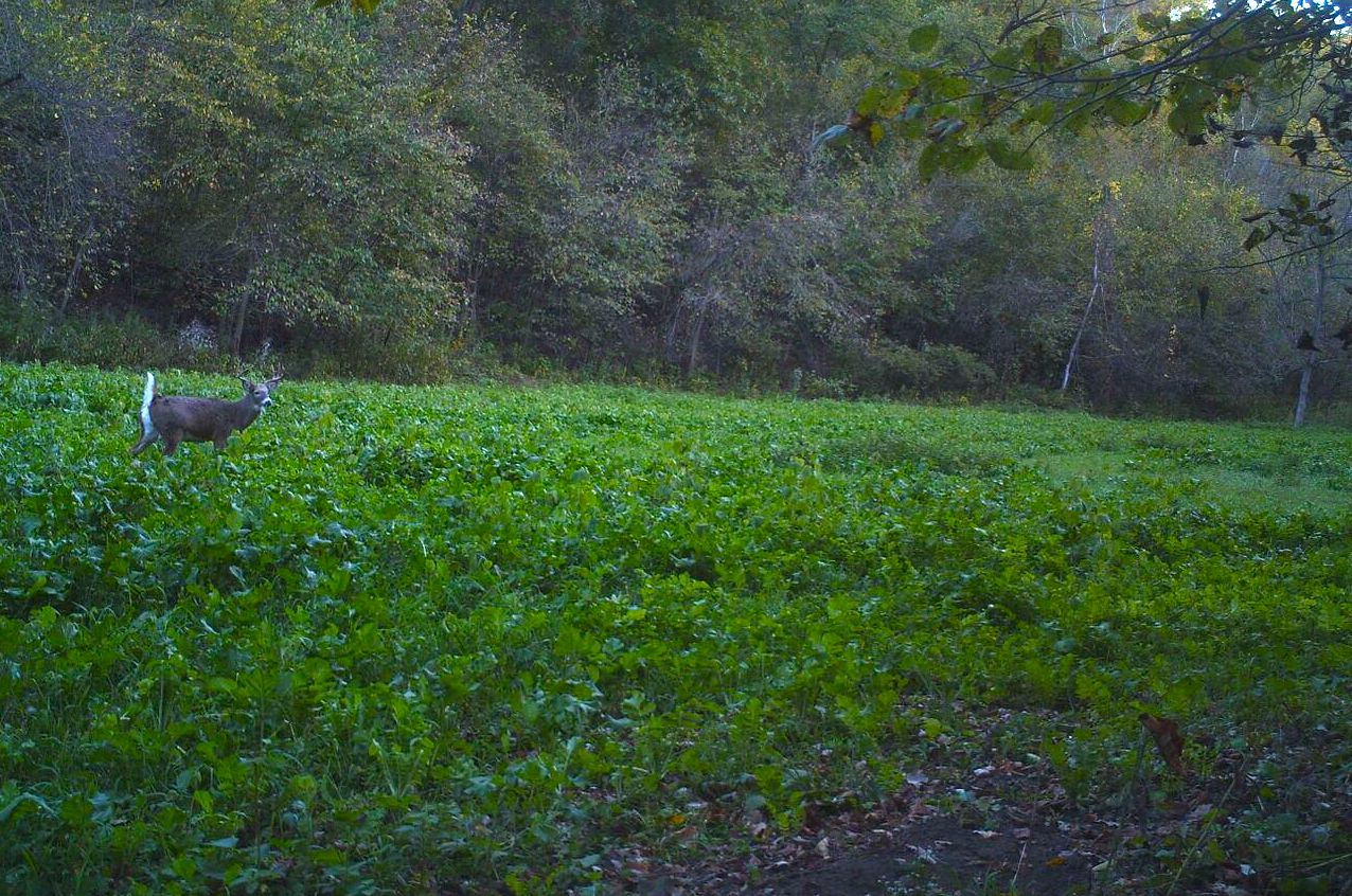 Buck Eating Turnips Valley