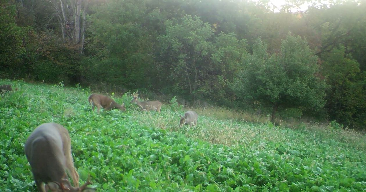 Deer Eating Kale Sept 2