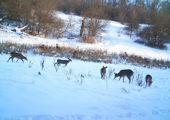 Deer in Sorghum SMALL